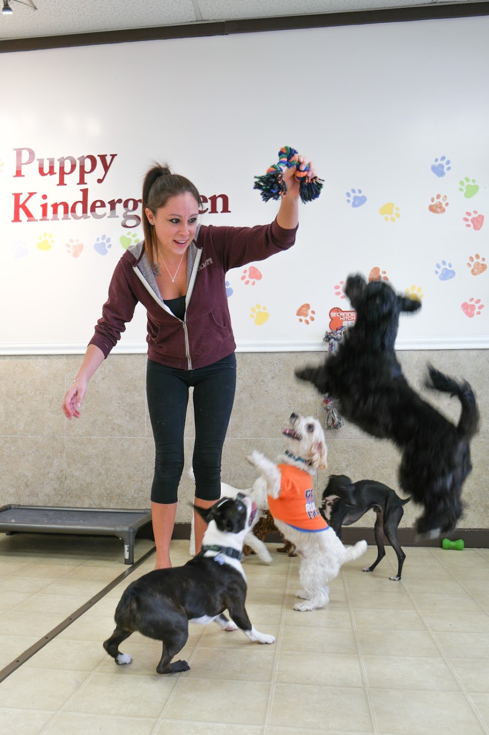 Torrance Dog Training & Daycare